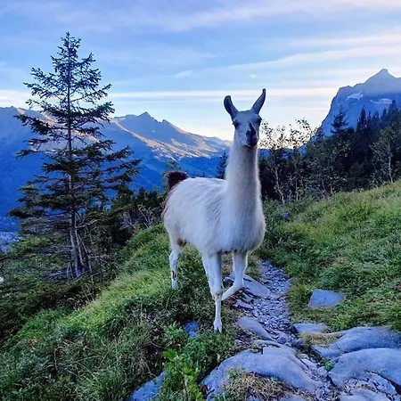 Appartement Bergnest Grindelwald