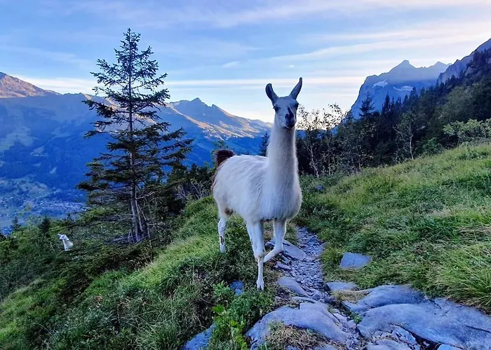 公寓 Bergnest 格林德瓦